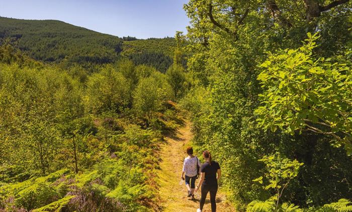 Walking at Foel Friog, Dyfi Forest